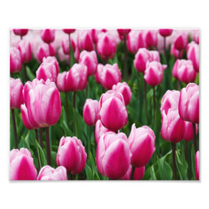 Photo Impression photographique-Tulipes roses