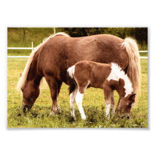 Photo Impression Photos Cheval Et Pony