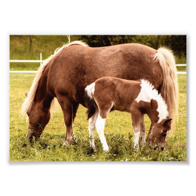 Photo Impression Photos Cheval Et Pony (Devant)