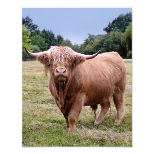 Photo Impression vache des Highlands