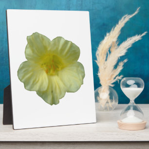 Photo Jolie plaque de Nasturtium