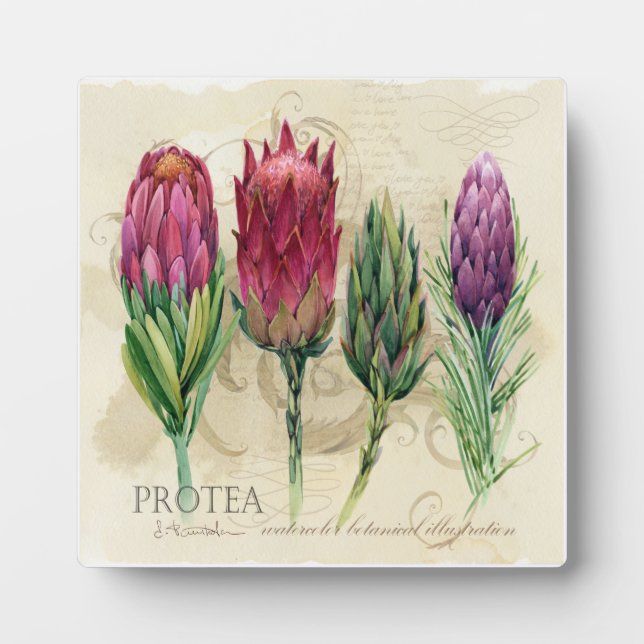 Photo Jolie plaque de Protea (Devant)