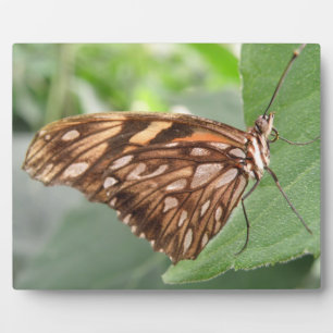 Photo Jolie plaque papillon Brown