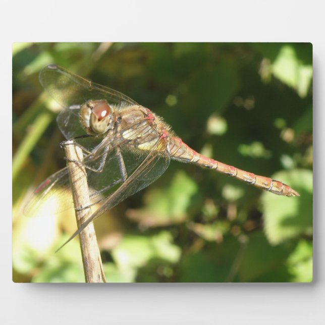 Photo La libellule sur une plaque de brindilles (Devant)