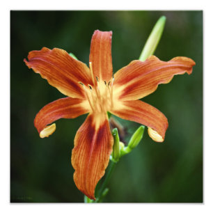 Photo Lily 6588