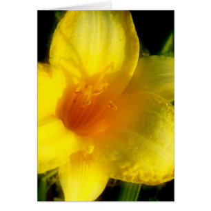 Photo Lily jaune