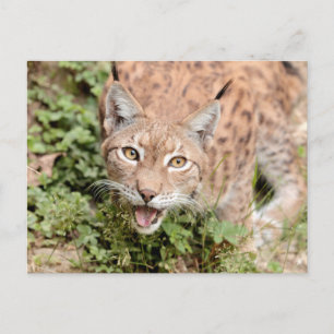 Photo lynx, animaux . carte postale
