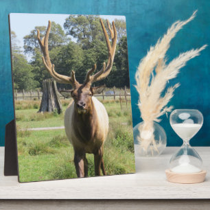 Photo Magnifique élingue de taureau sur plaque de cheval