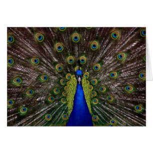 Photo majestueuse lumineuse de paon