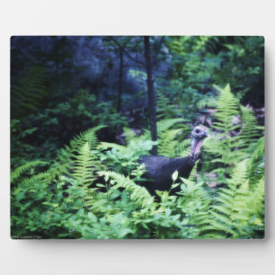 Photo Mère Turquie sur la Plaque des Ferns