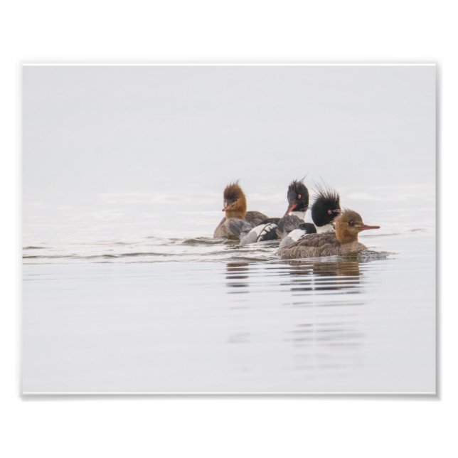 Photo Merganser à poitrine rouge (Devant)