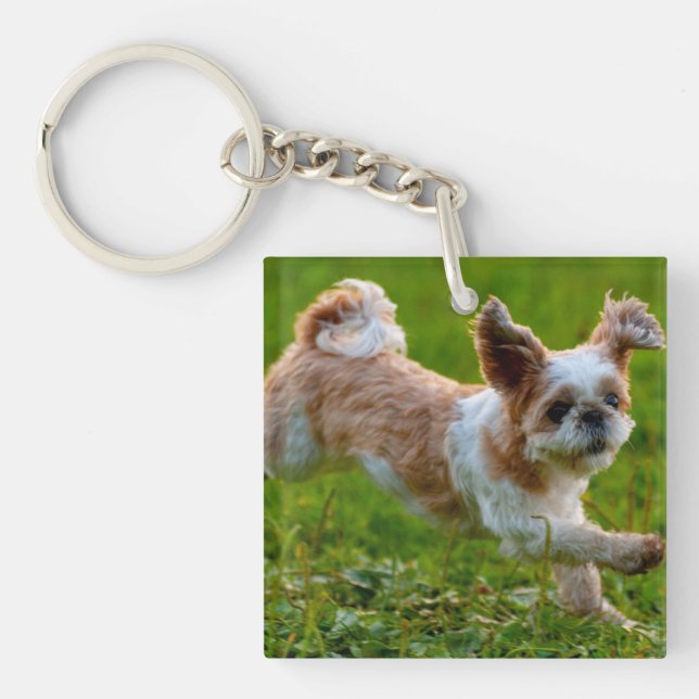 Photo mignonne tournant Chien Shih Tzu (Devant)