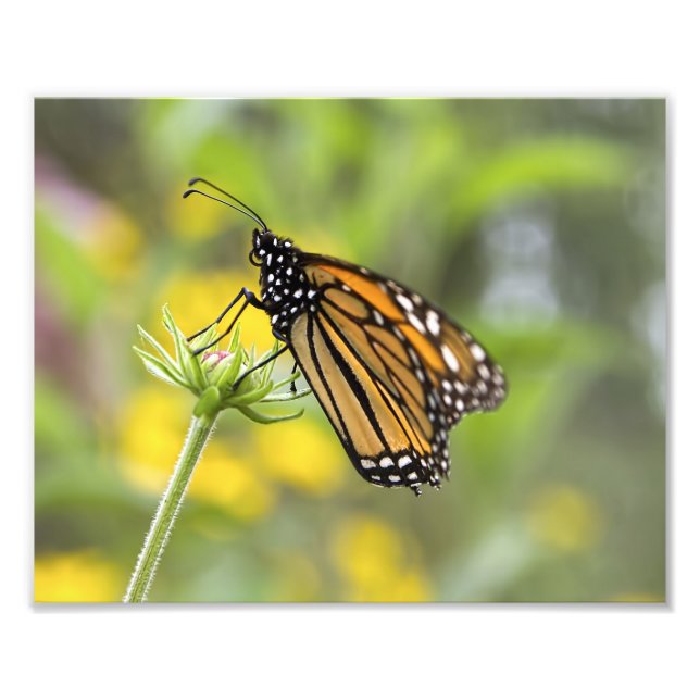 Photo Monarch Butterfly (Devant)