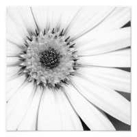 Photo monochrome de la marguerite africaine