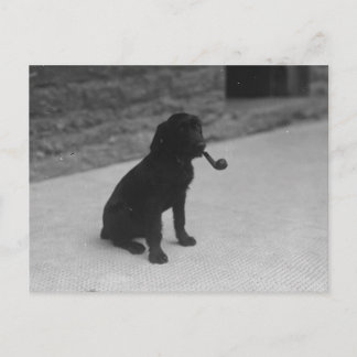 Photo noir et blanc Chien Fumer Pipe Carte postale