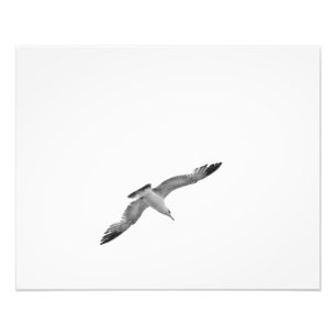Photo noire et blanche de la mouette 2 de vol