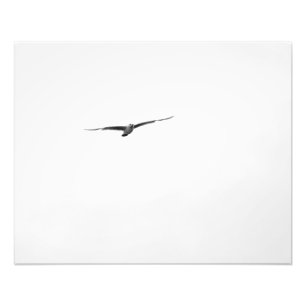 Photo noire et blanche de mouette