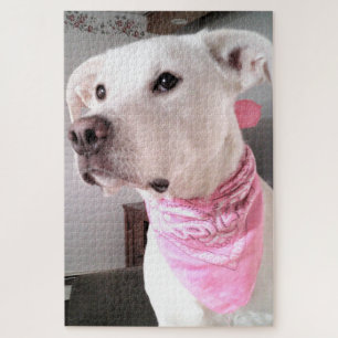 Photo of Cute White Puppy Dog Wearing Pink Scarf