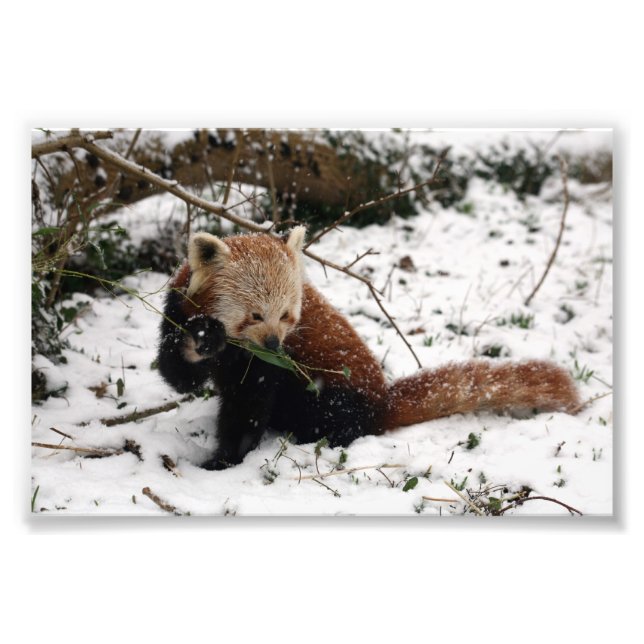 Photo : panda rouge 2 (Devant)