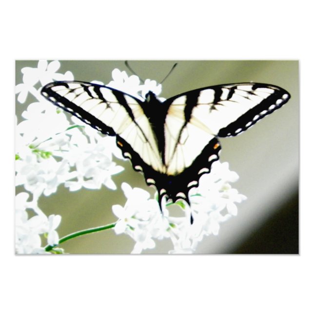 Photo papillon de l'épaisse du tigre oriental (Devant)