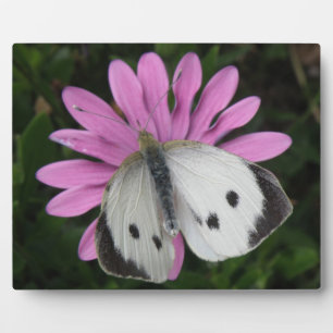 Photo Papillon et plaque de fleurs roses