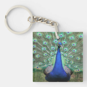 Photo Peacock sur porte - clé