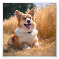 Photo personnalisée pour animaux