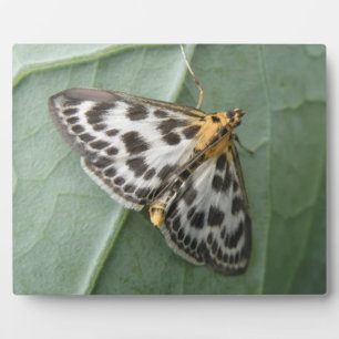 Photo Petite plaque de papillon