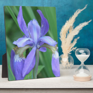 Photo Picture de plaque iris