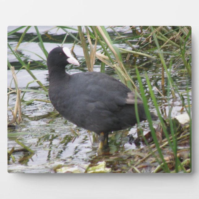 Photo Pied sur la Plaque Riverbank (Devant)