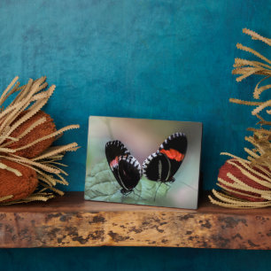 Photo Plaque à papillon Art déco