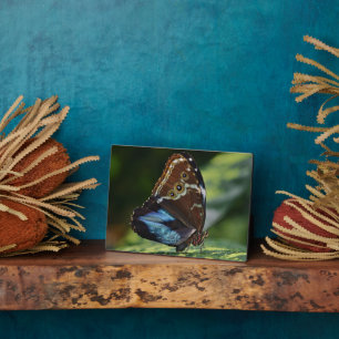 Photo Plaque à papillon Art déco