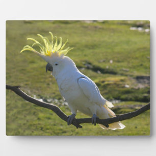 Photo Plaque australienne de Cockatoo à pois de soufre j
