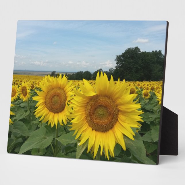 Photo Plaque avec tournesol (Côté)