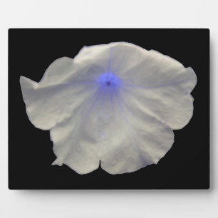 Photo Plaque bleue de Petunia