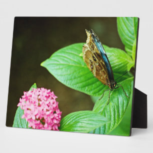 Photo Plaque bleue Morpho 143