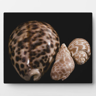 Photo Plaque Cowrie Cones