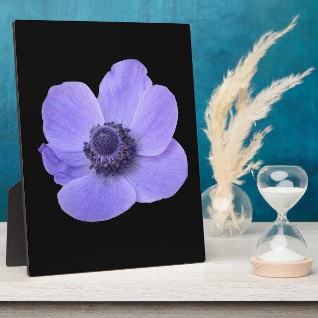 Photo Plaque d'anémone bleue (Côté)