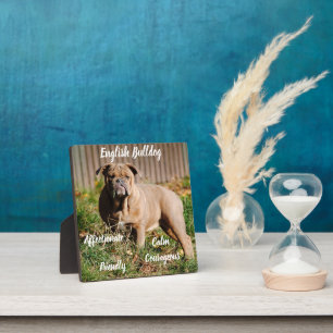 Photo Plaque de Bulldog anglaise avec Easel