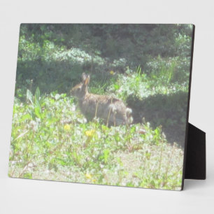 Photo Plaque de Bunny sauvage