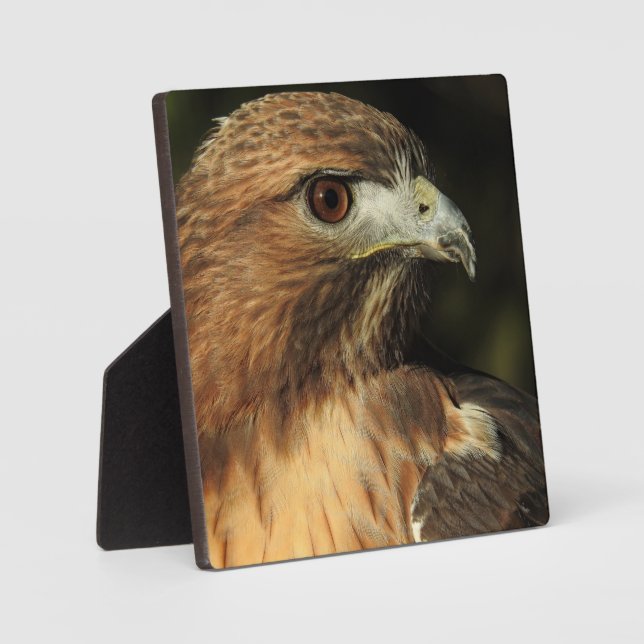Photo Plaque de bureau Red Tail Hawk (Recto)