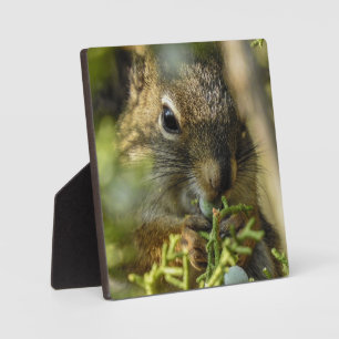Photo Plaque de bureau Rock Squirrel