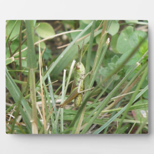 Photo Plaque de camouflage de sauterelles