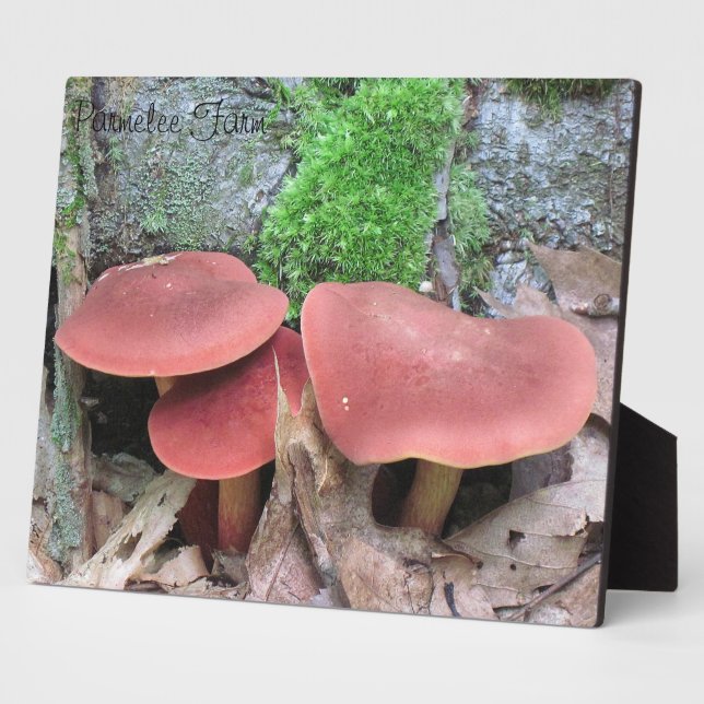 Photo Plaque de champignons (Côté)