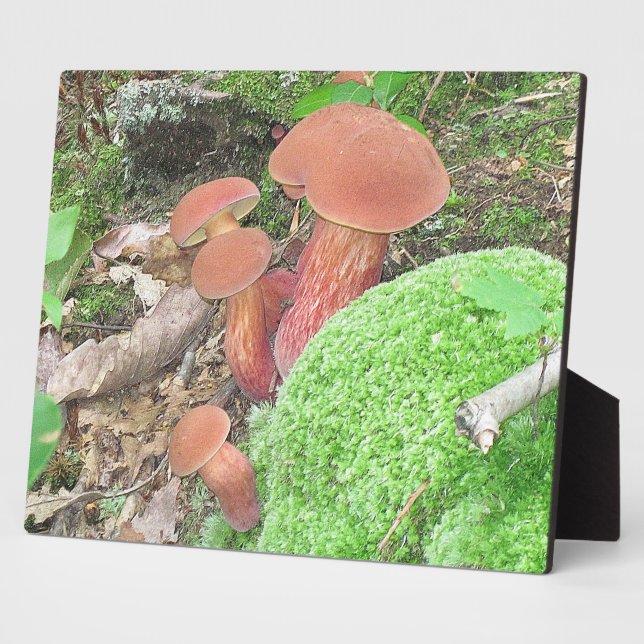 Photo Plaque de champignons (Côté)