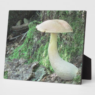 Photo Plaque de champignons de Kaying