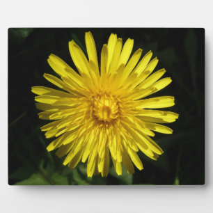 Photo Plaque de Dandelion