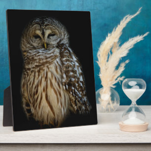 Photo Plaque de hibou endormi