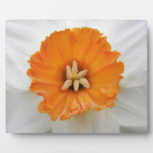Photo Plaque de jonquille blanche