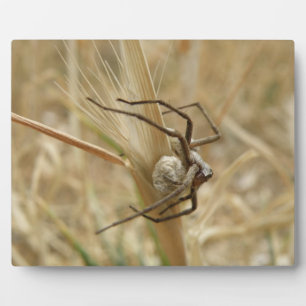 Photo Plaque de l'araignée et de l'oeuf